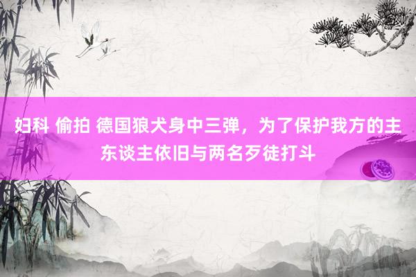 妇科 偷拍 德国狼犬身中三弹，为了保护我方的主东谈主依旧与两名歹徒打斗