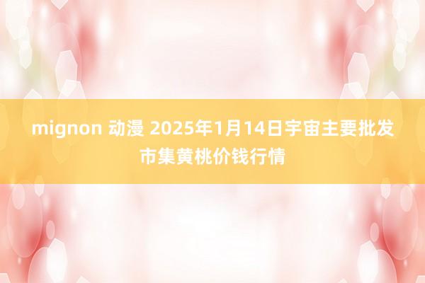 mignon 动漫 2025年1月14日宇宙主要批发市集黄桃价钱行情